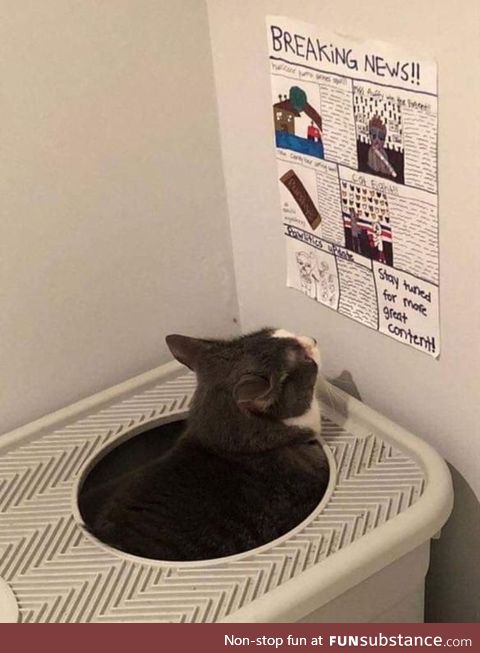 This cat, has a newspaper to read while it uses the litter box