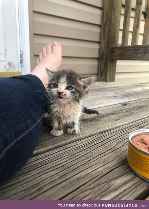 This little guy came running to me in the alley