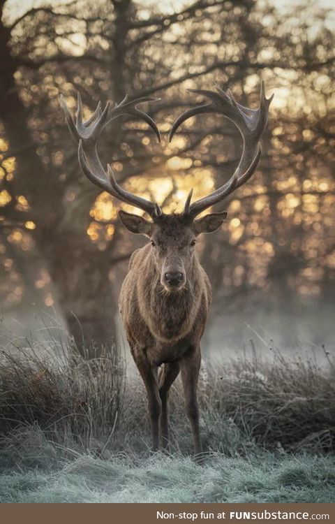 Deer with heart shaped antlers