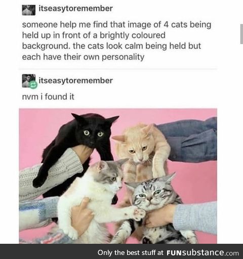 Tag yourself I'm the black cat