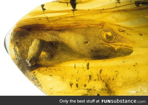 A 54 million year old gecko trapped in amber