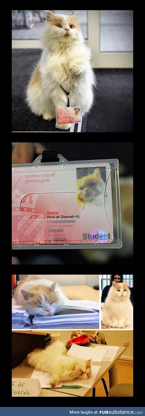 This is Professor dr. Doerak. A cat who is an official student at the Rijksuniversiteit