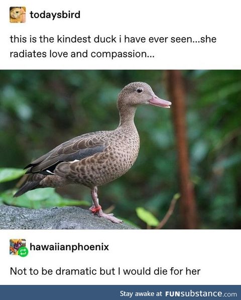 Quack!