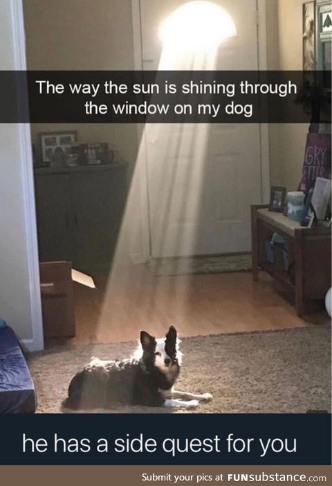 The dog has a quest for you