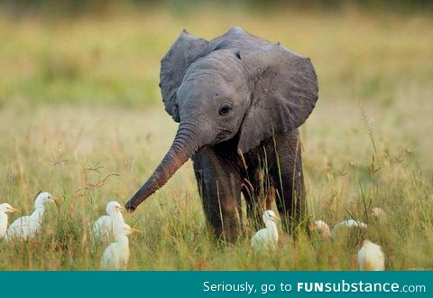 A little elephant making friends