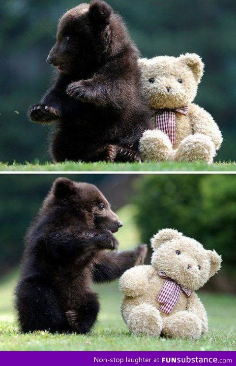 Baby grizzly bear vs. Teddy bear