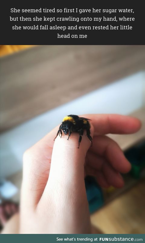 I rescued a tired bumblebee and she kept falling asleep on my hand
