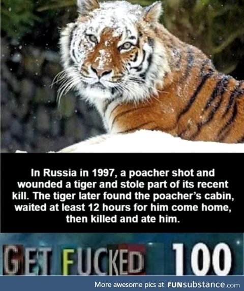 Don't mess with a TIGER