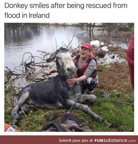 Check this sexy lifeguard. - Donkey, probably