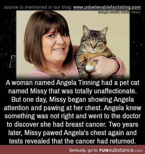 The cat touched some bobs and saved a life