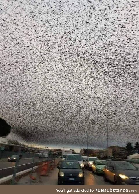 Birds occupied the sky in Rome !!