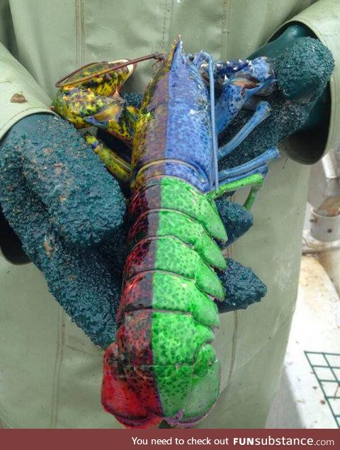 This is what a "Simon lobster" looks like. This occurs once every 50 million