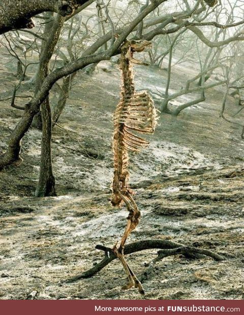 The remains of a deer suspended from its neck during a wild-fire