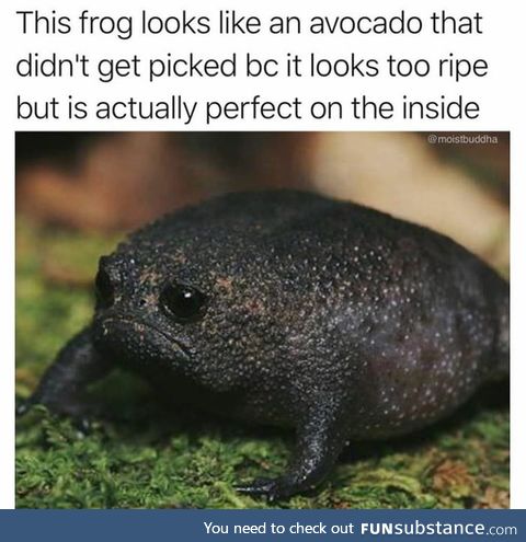 Don't judge a frog by it's avocado