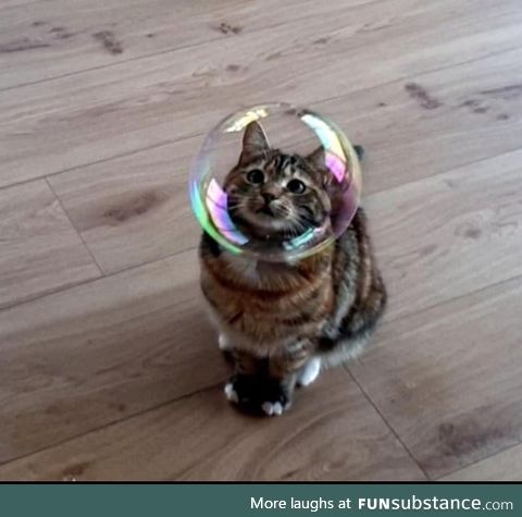 Cat with bubble