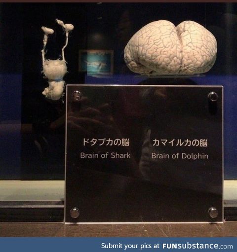 Shark brain vs. Dolphin brain