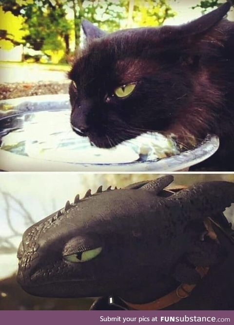 Further proof that Toothless is based off a cat