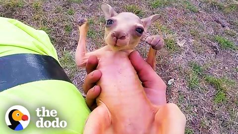 Man rescues a Baby Kangaroo on his Motorbike (FeelGoodSubstance)