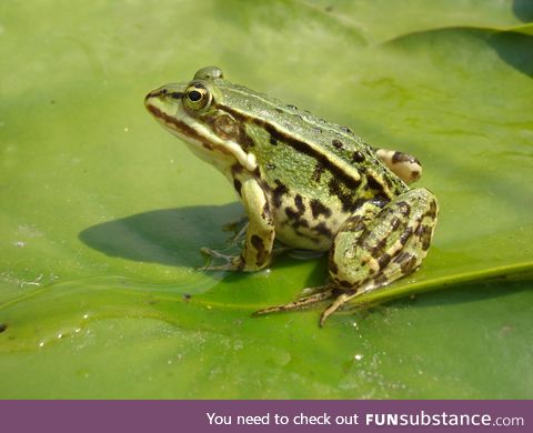 Froggo Fren #1 - Common European Green Frog
