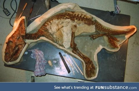 Skeleton of a toddler dinosaur recenty found in Alberta,Canada. It's so well