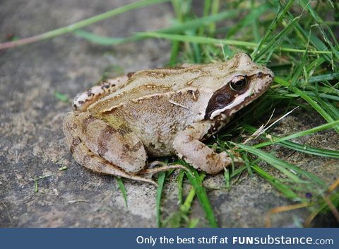 Froggo Fren #2 - Common European Brown Frog