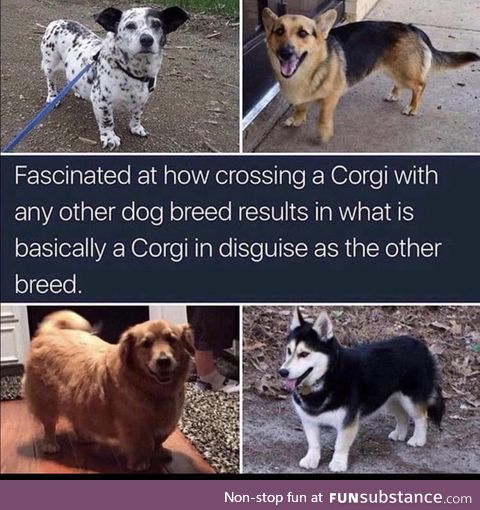 Love them or hate them, corgi mixes are spy corgis