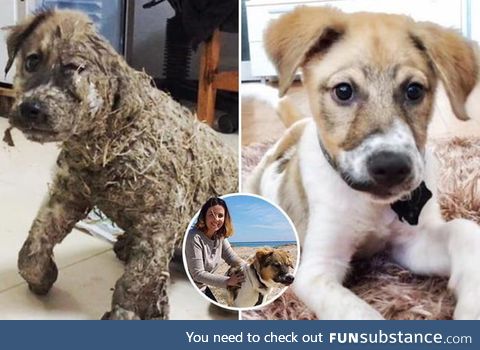 This doggo was found covered in glue, dragged through dirt, and left for dead by