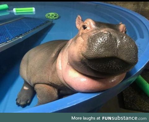 Hi everyone this is a baby hippo