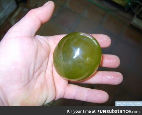 Valonia green algae, the largest single-celled organism on Earth