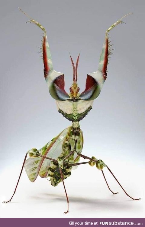 Idolomantis diabolica aka Giant Devil’s Flower Mantis