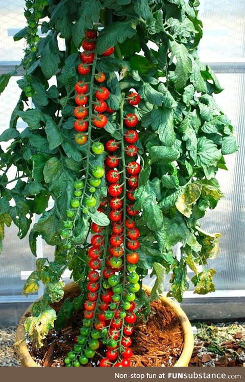 Satisfying tomato plant