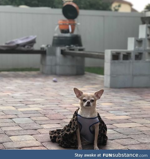 King Chihuahuas