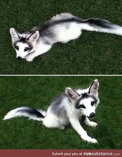 A marbled fox, a domesticated breed