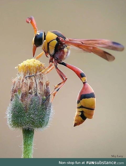 Yellow Potter Wasp