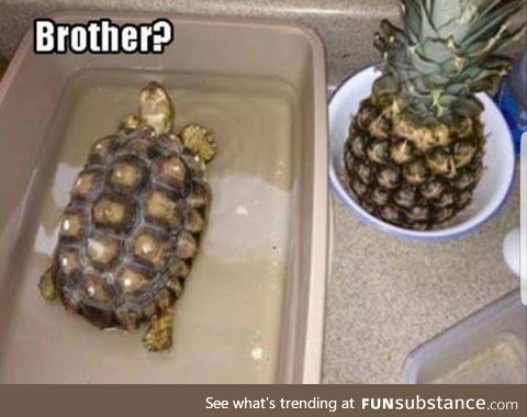 Pineapple + turtle = ...Pineturtle?