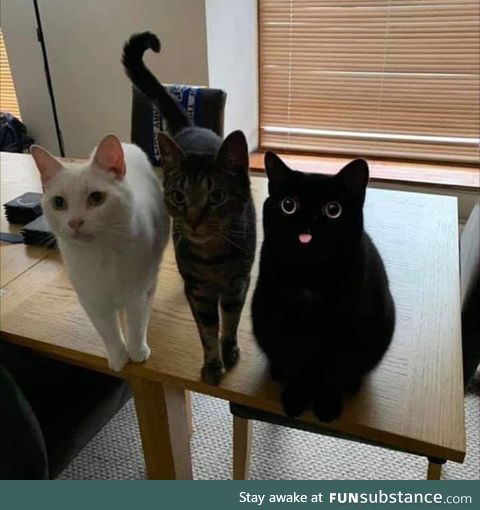 The cat on the end is the epitome of derp