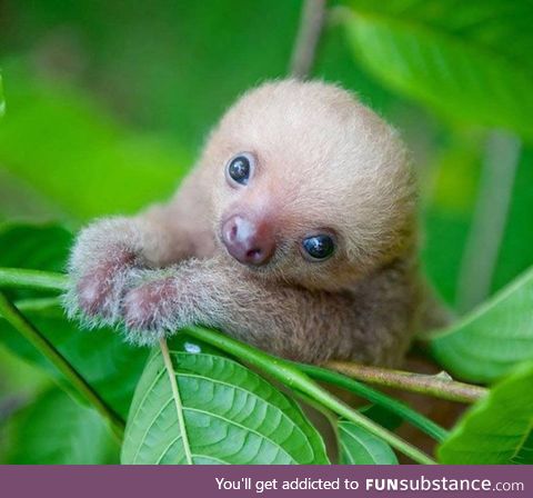 Kermie, the baby sloth