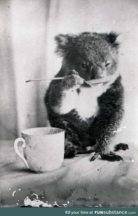 A wise koala