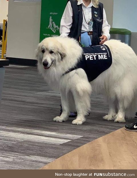 This Doggo Will Help Calm Your Anxiety Before Boarding a Plane! Fluffy Boi Calms Anxiety