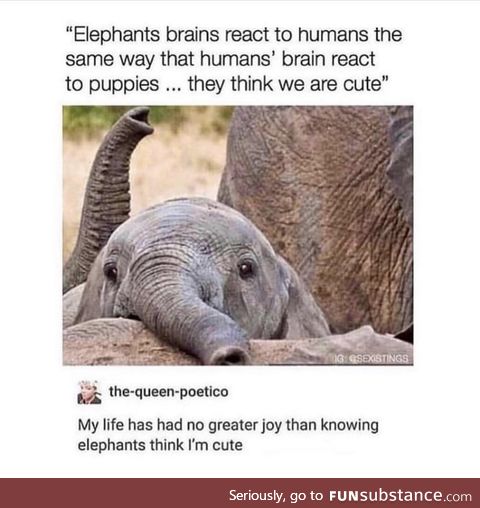 Elephants think we're cute!
