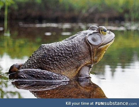 Froggo Fren #17 - Goliath Frog