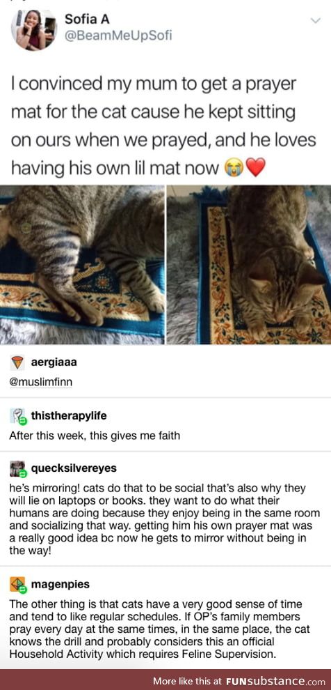 Wholesome kitties