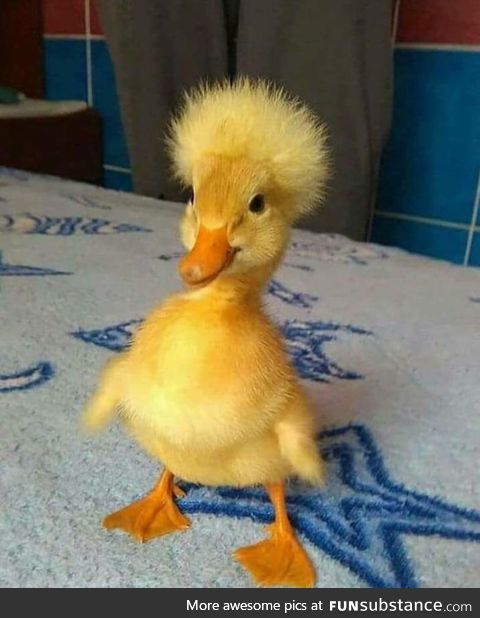 The cutest little duck