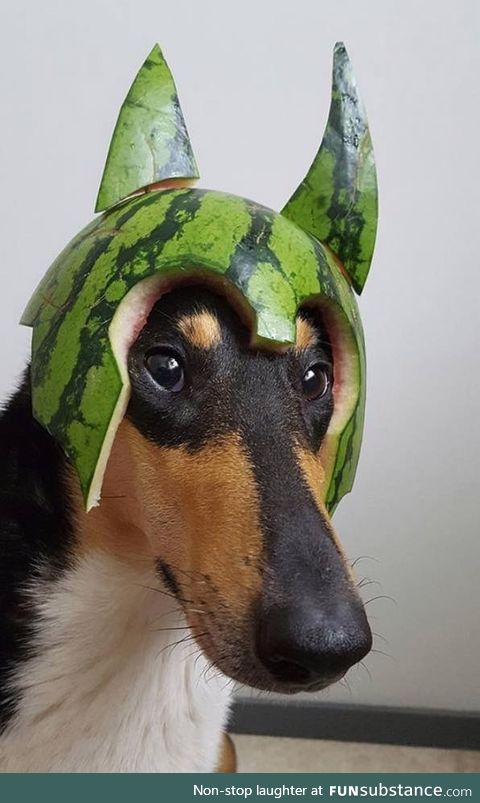 Helmet Dog #2