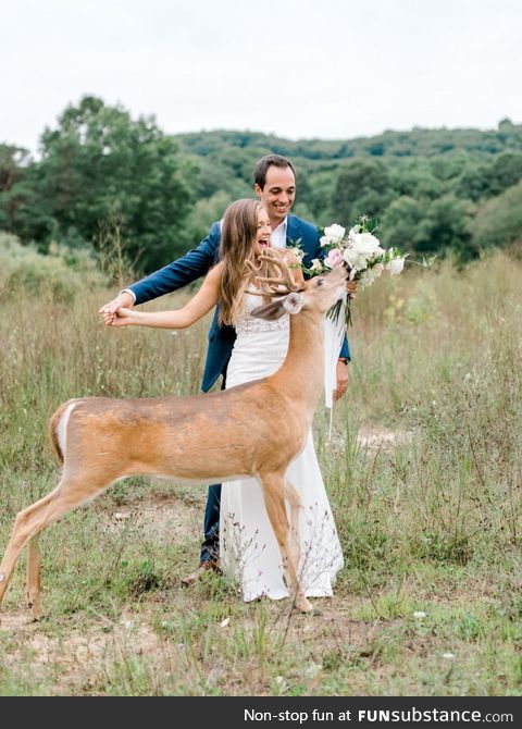 Deer crashing a wedding photo shoot