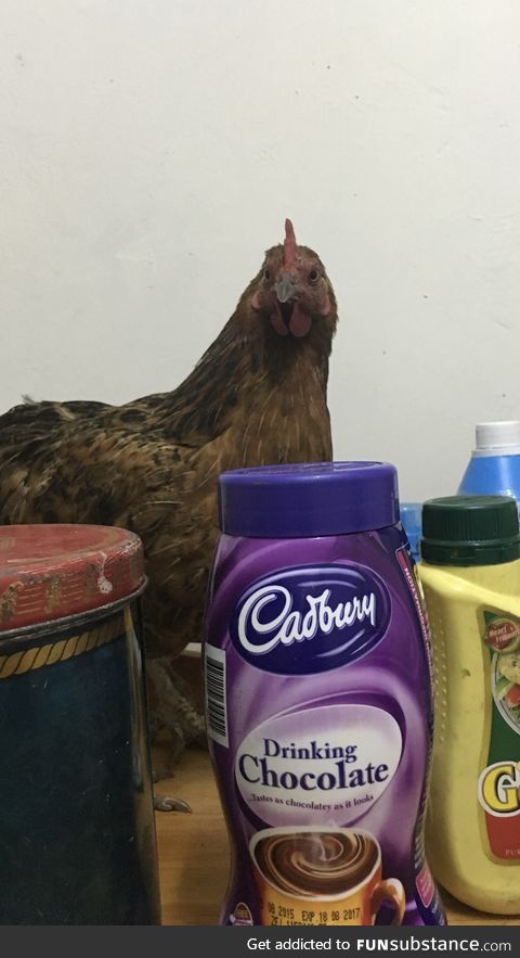 There's a Chicken in my Kitchen