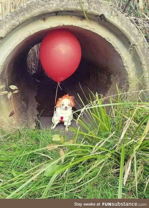 We all bark down here