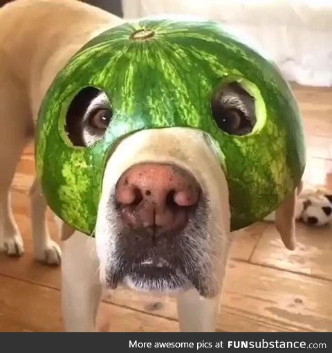 Helmet Dog #6