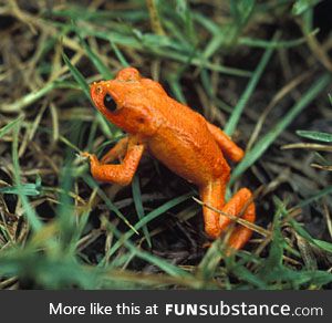 Froggo Fren #25/Spooktober Day 4/World Animal Day - Golden Toad
