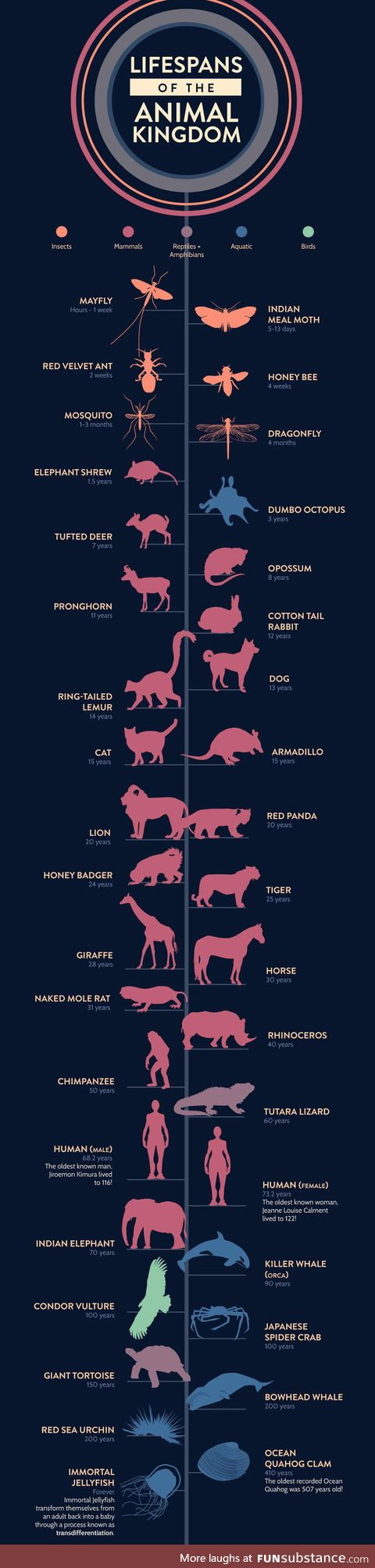 Lifespans of the animal kingdom